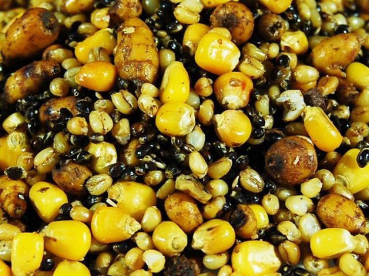 Picture of СЕМЕНА CARP FEVER  PARTICLE MIX