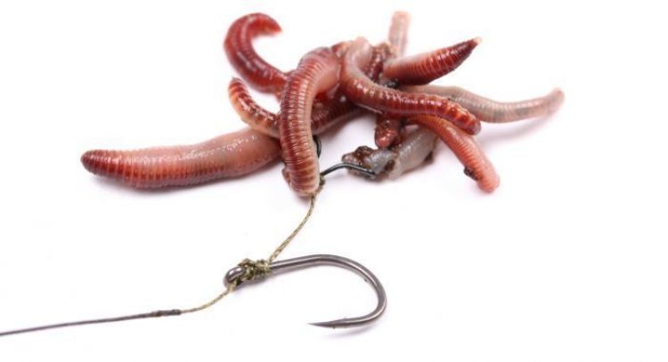 Picture of Nash Maggot Clips